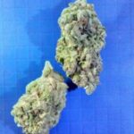 Purple Urkle (some purple)