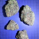 Rainbow Sherbert(some purple)