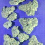 GG4 x PK (gorilla glue #4 x Purple Kush) some purple