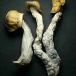 Bulk Dried Mushrooms