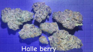 Halle Berry cannabis flower from Grasshopper Canna