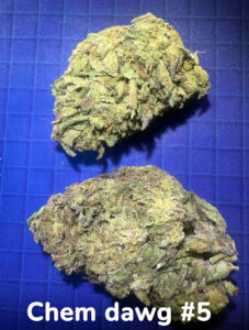 Chemdawg cannabis flower from Grasshopper Canna